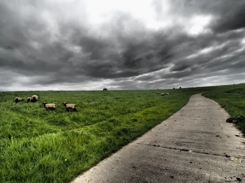 Wide Angle Shot Livestock Grazing Grass Road Clouded Sky