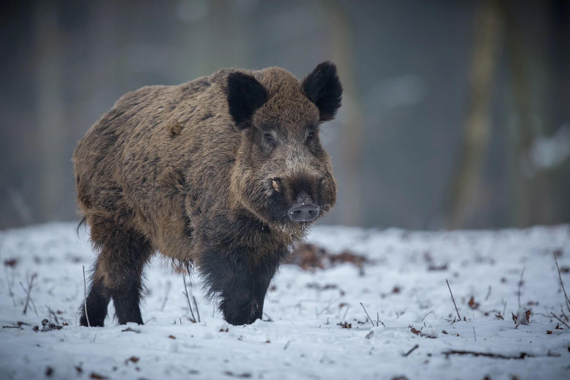Wild Boar Nature Habitat Dangerous Animal Forest Czech Republic Nature Sus Scrofa 1. Nature wallpaper. 5162×3441px. Free d…