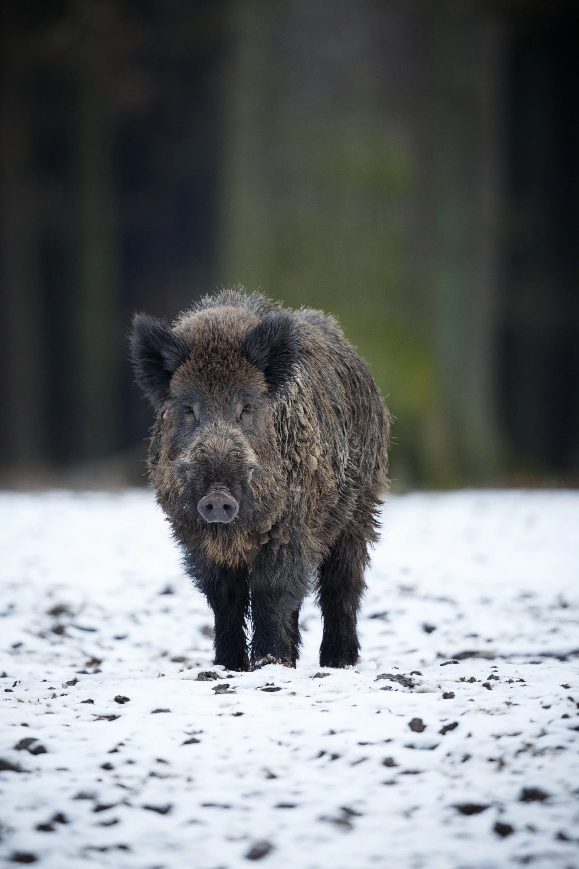 Wild Boar Nature Habitat Dangerous Animal Forest Czech Republic Nature Sus Scrofa. Nature wallpaper. 2667×4000px. Free dow…