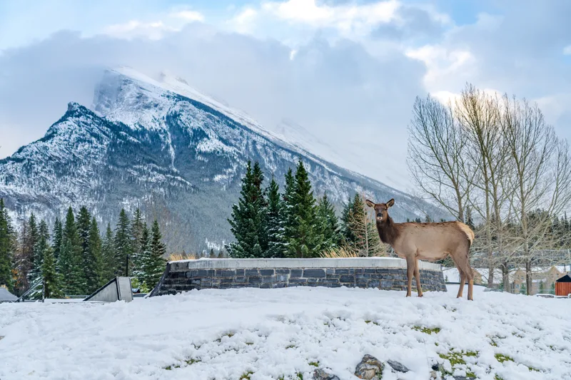Wild Elk Roaming Freely Banff Skateboard Park Recreation Grounds Snowy Winter