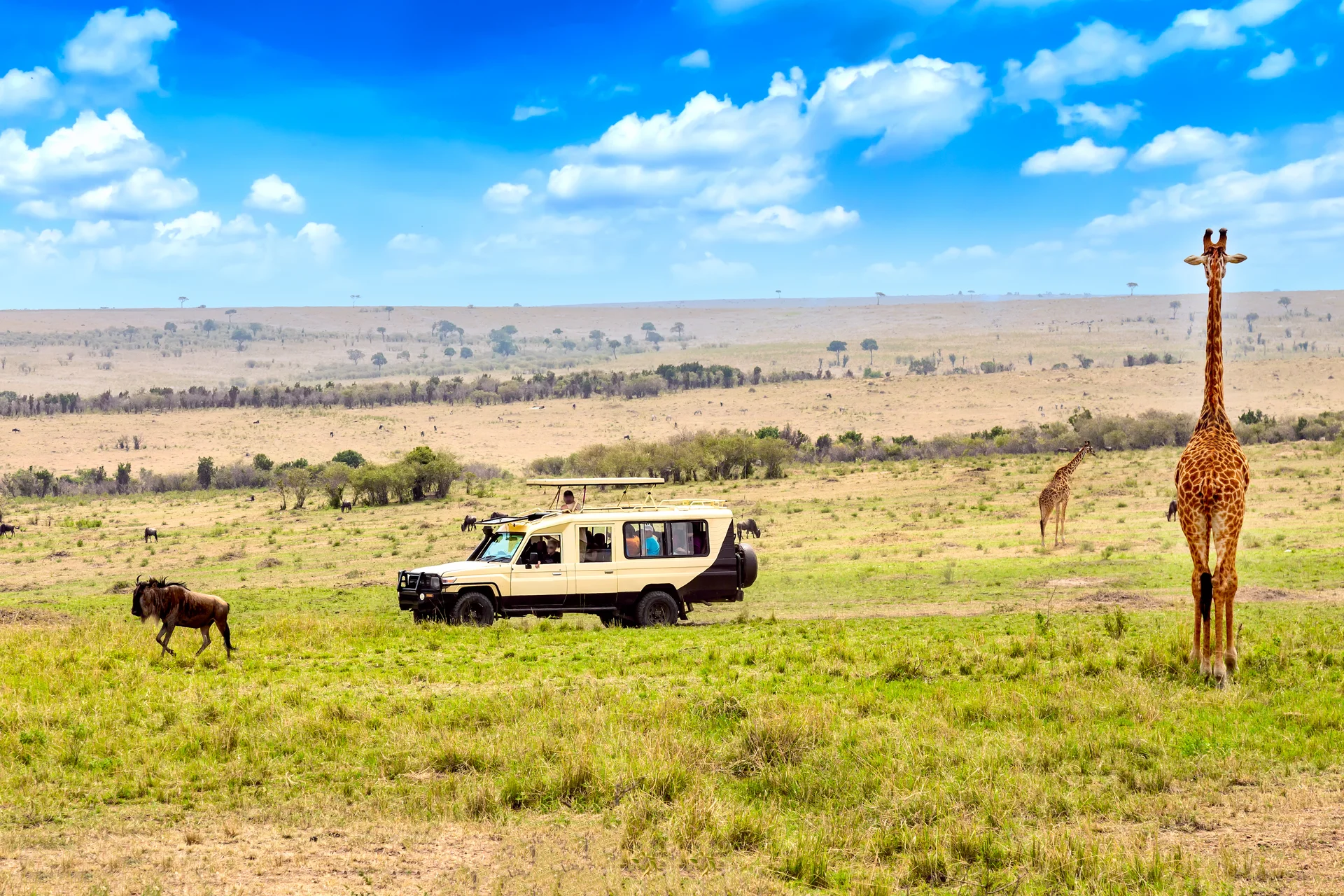 Wild Giraffe Wildebeest Near Safari Car Masai Mara National Park Kenya Safari Concept African Travel Landscape. Nature wal…