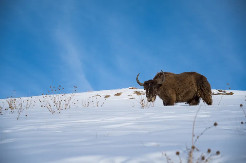 Wild Yak Snowy Mountain