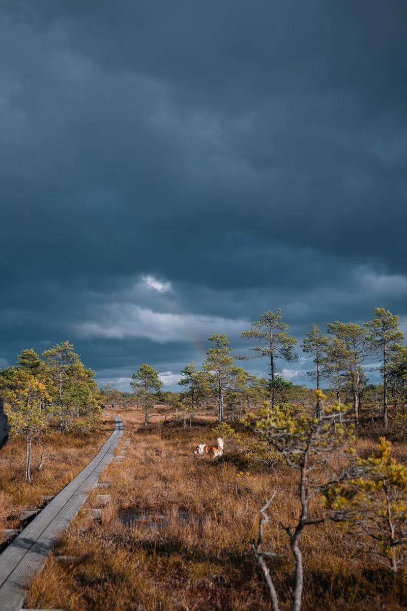 Winding Boardwalk Through Golden Marshland Stormy Clouds Natural Landscape