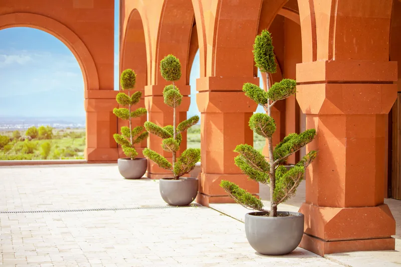 Young Thuja Trees Pots Subjected Bonsai Topiary Art Park Concept Landscaping Territory Improvement