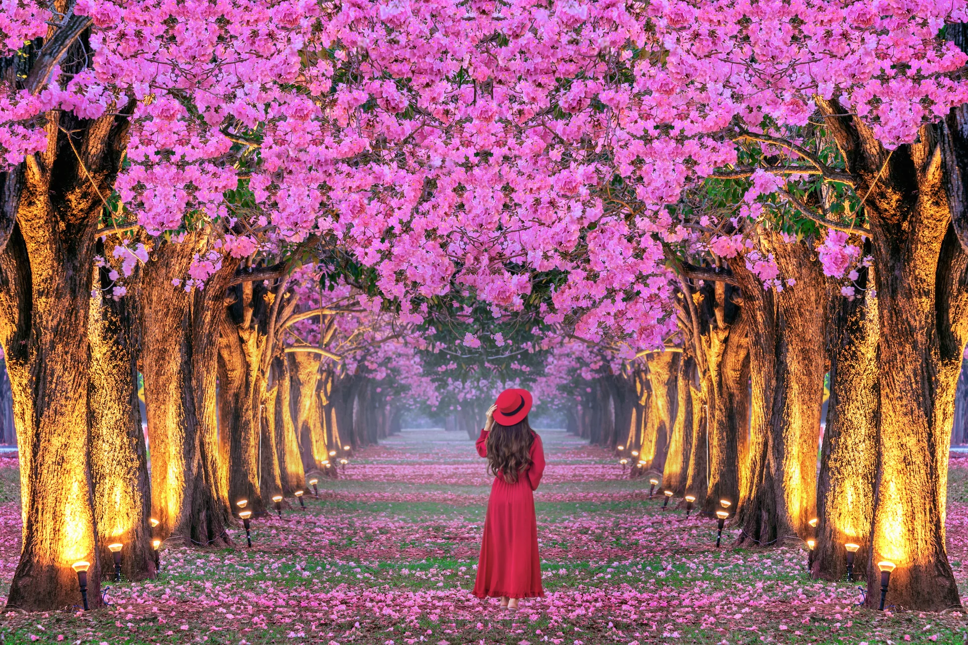Young Woman Walking Rows Beautiful Pink Flowers Trees. Nature wallpaper. 6000×4000px. Free download for personal use.