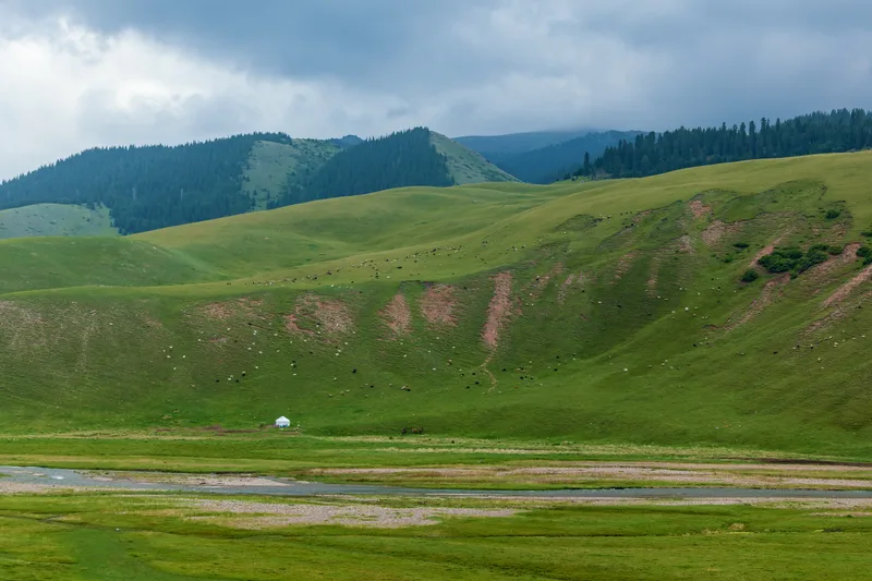Yurt Nomad S House Stands Near Rolling Green Hills Dotted With Grazing Sheep Sheep Wild Nature Kazakhstan