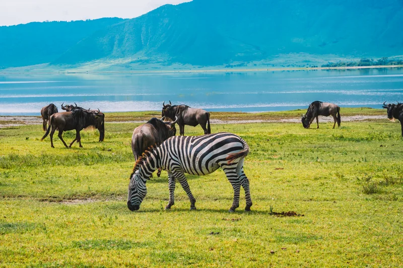 Zebra Herd Ngorongoro Conservation Area Tanzania